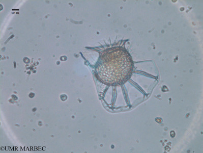 phyto/Brazilian_Nordeste/FernandodeNoronha_station40/ABRACOS2 April 2017/Ornithocercus quadratus (st41_SUP_Ornithocerus_sp_170913_007_ovl -3)(copy)_thumb.jpg